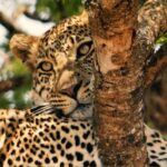 4 Days Tanzania Wildlife Safari