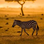 7 Tips for Going on Safari in East Africa